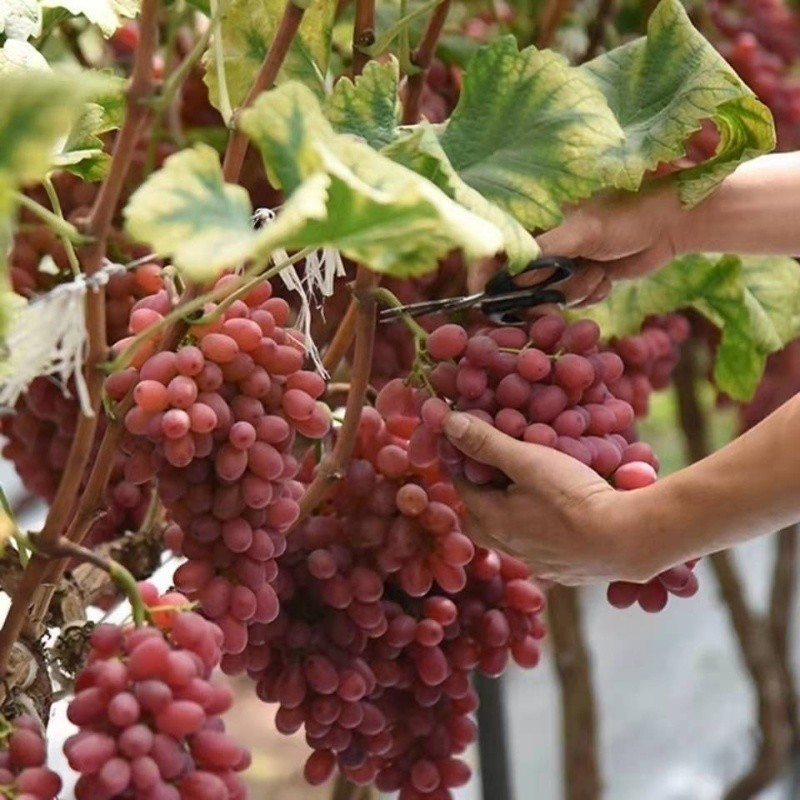 鹏翔宇【顺丰包邮】正宗山西克伦生无籽红提葡萄脆甜一整箱新鲜孕妇水果 净重2斤克伦生【尝鲜装】