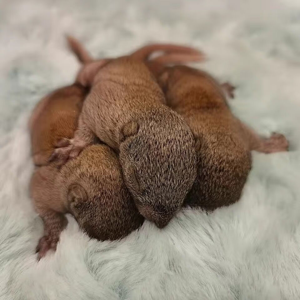 采缇花栗鼠活体 宠物大黑魔王松鼠活体奶鼠小幼崽雪松鼠活物宠物养殖