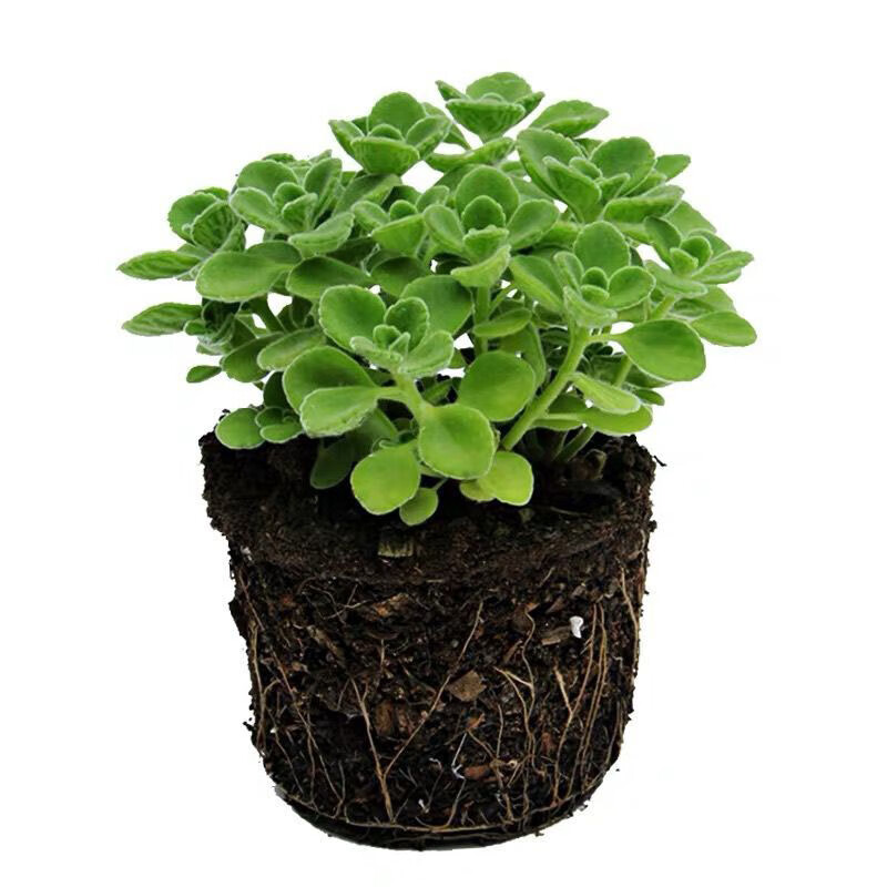 心头肉一抹香盆栽 碰碰香盆栽一抹香室内迷你小盆栽办公室桌面绿植