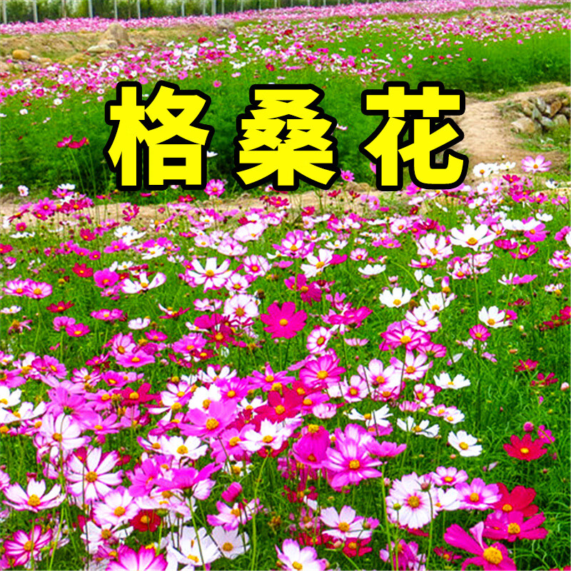 百日草花种子格桑花野花组合庭院开花卉室外阳台花籽种子 混色格桑花