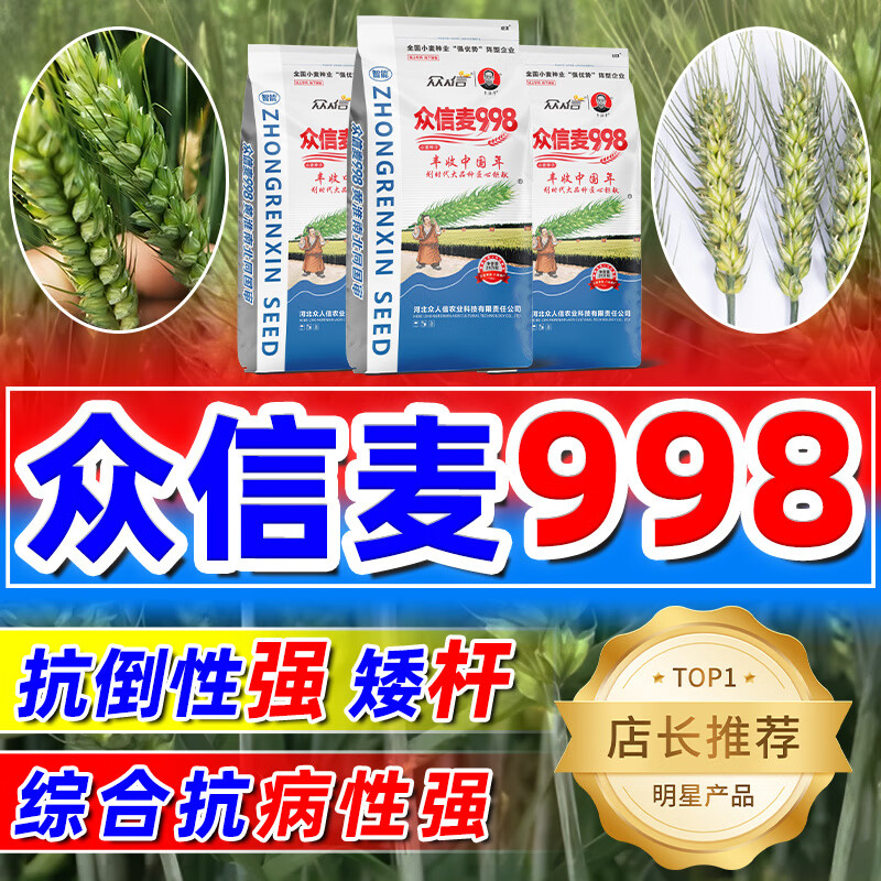 小麦种子高产原种矮杆抗病抗冻分蘖强农科院雨前麦 众信麦998冬麦活秆