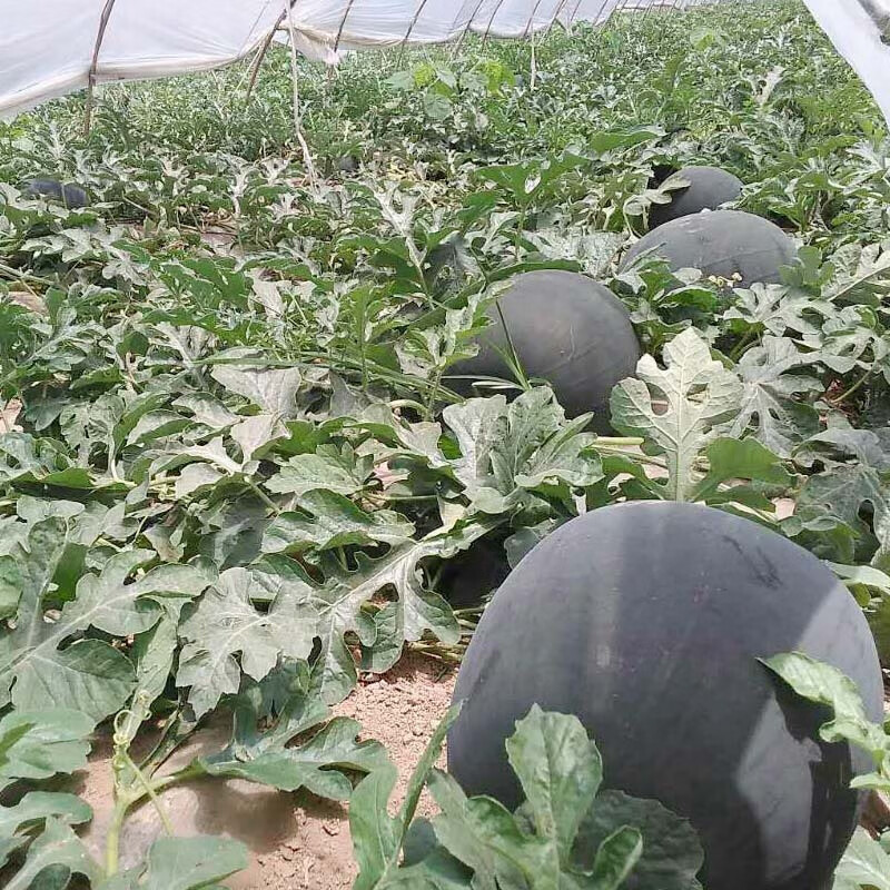 西瓜种子黑皮西瓜种子非洲黑霸王特大红壤西瓜水果基地栽培西瓜籽8424