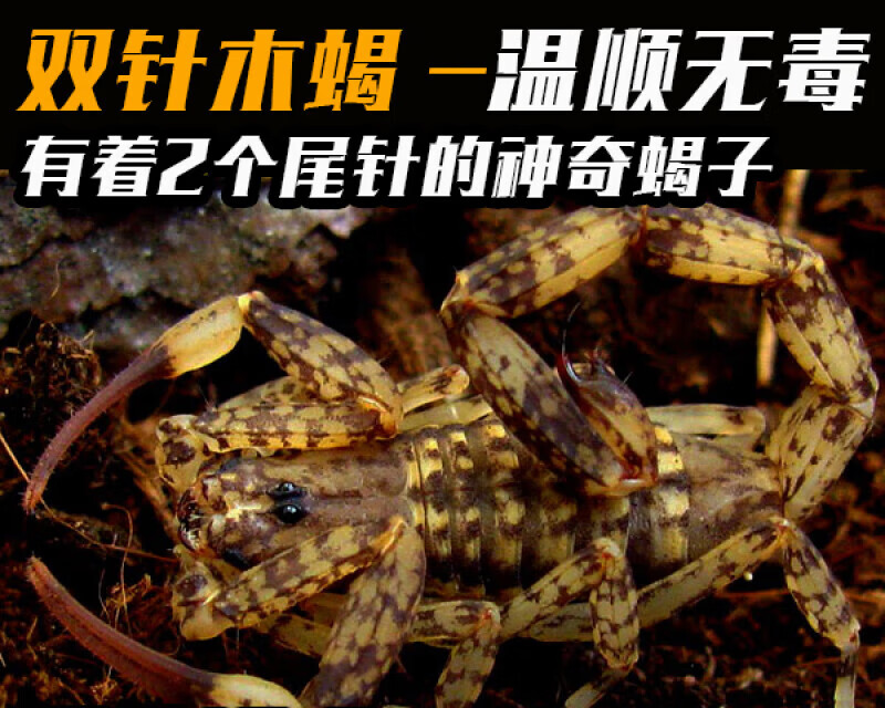 迪士农庄园 dsnzy雨林蝎活体宠物大型雨林蝎巨型宠物观赏蝎子活体大黑