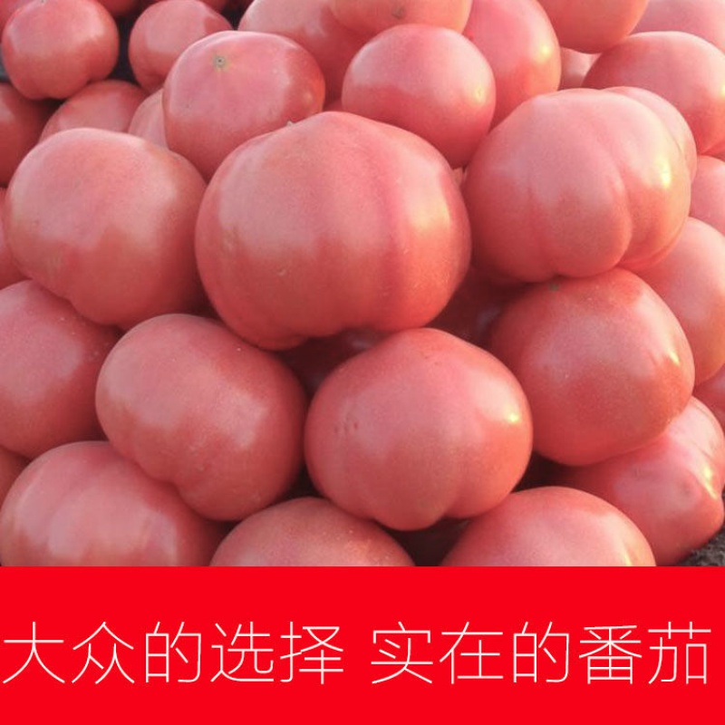 番茄露天种植沙瓤西红柿(番茄)新鲜味正蔬菜自然成熟农家西红柿 现摘
