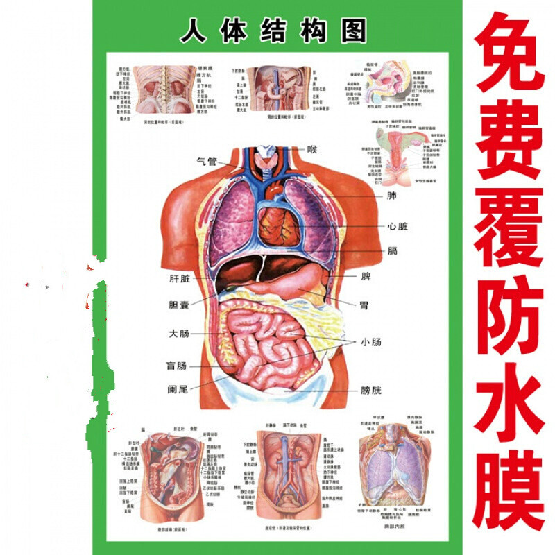 人体内脏解剖示意图医学宣传挂图人体器官心脏结构图医院海报d 24寸