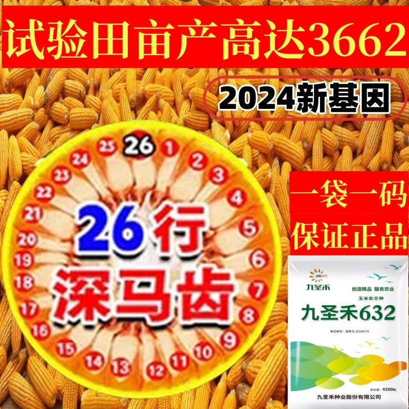 细辛高产玉米种子国审矮杆大双棒抗病抗倒抗旱涝批发南北方苞谷种