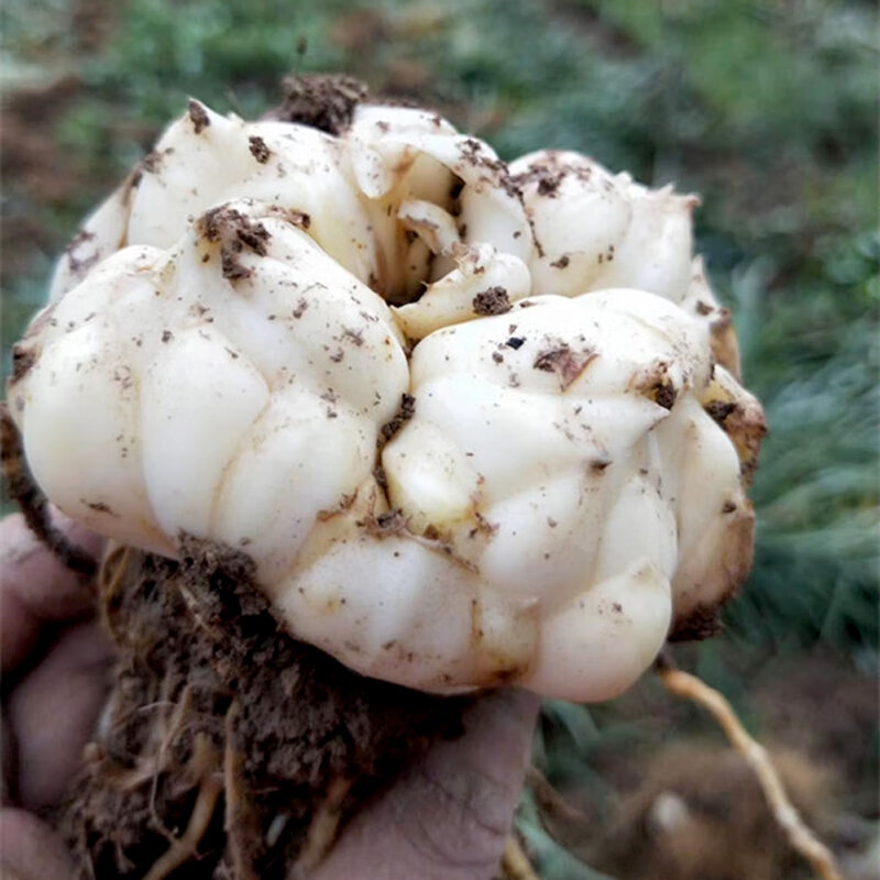 尚蔻【产地直发】食用新鲜卷丹百合现挖现发湖北恩施特产大白合微苦