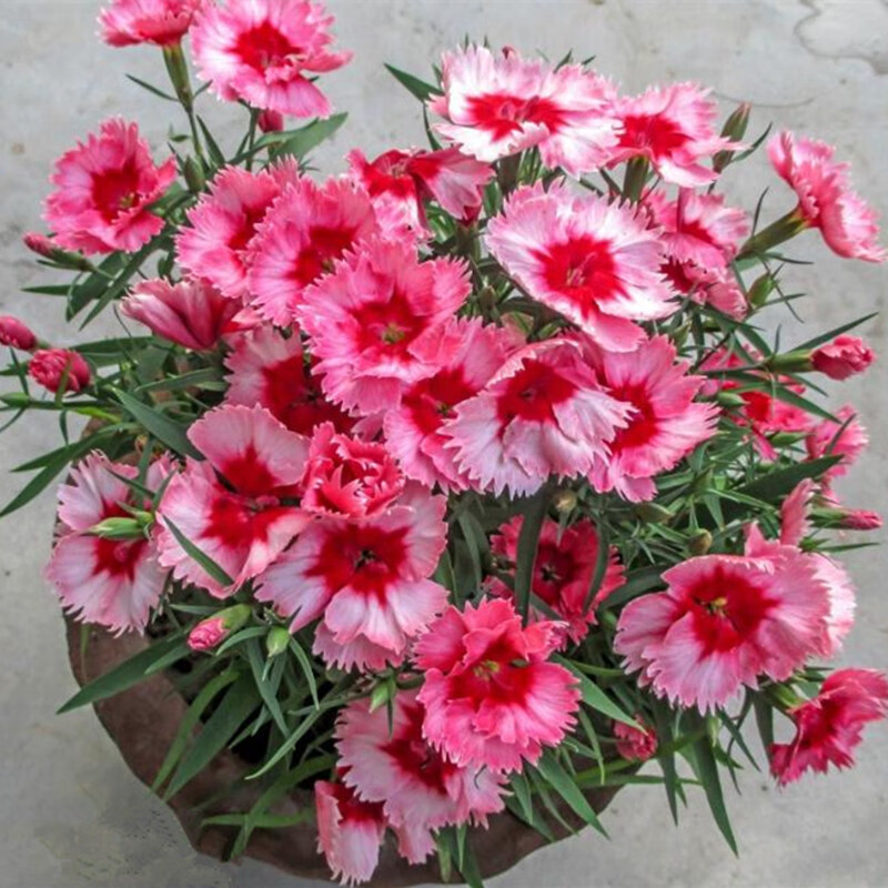 前岔 石竹种子春秋播多年生耐寒景观绿化花卉盆栽美国石竹五彩常夏