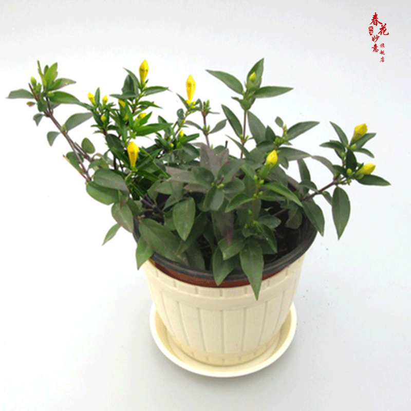 法国香水茉莉花苗冬季带花苞长青绿植花卉盆栽 黄茉莉爬藤植物耐寒