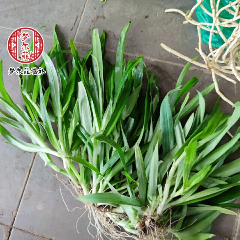 痰火草 化核草 围夹草 现采500克 伊梵麦