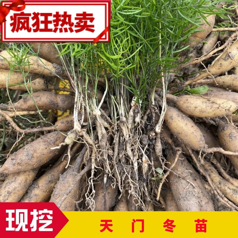 广西新鲜天门冬苗10颗天冬苗大苗盆栽天门冬大天冬苗大天冬分株苗