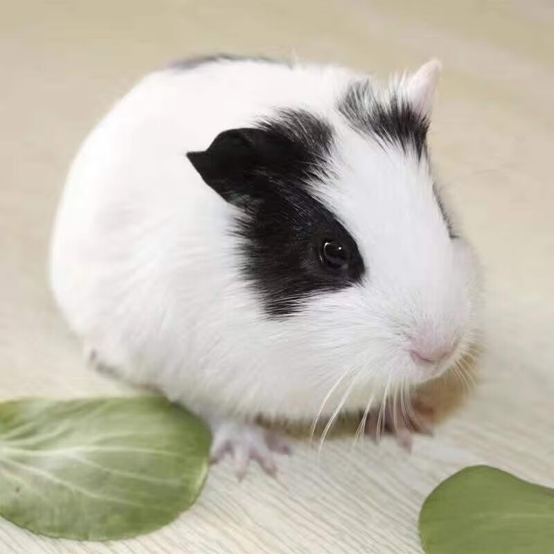 派锐自家繁殖宠物荷兰猪荷兰鼠豚鼠活物宝宝天竺鼠包活 黑白1只【公母