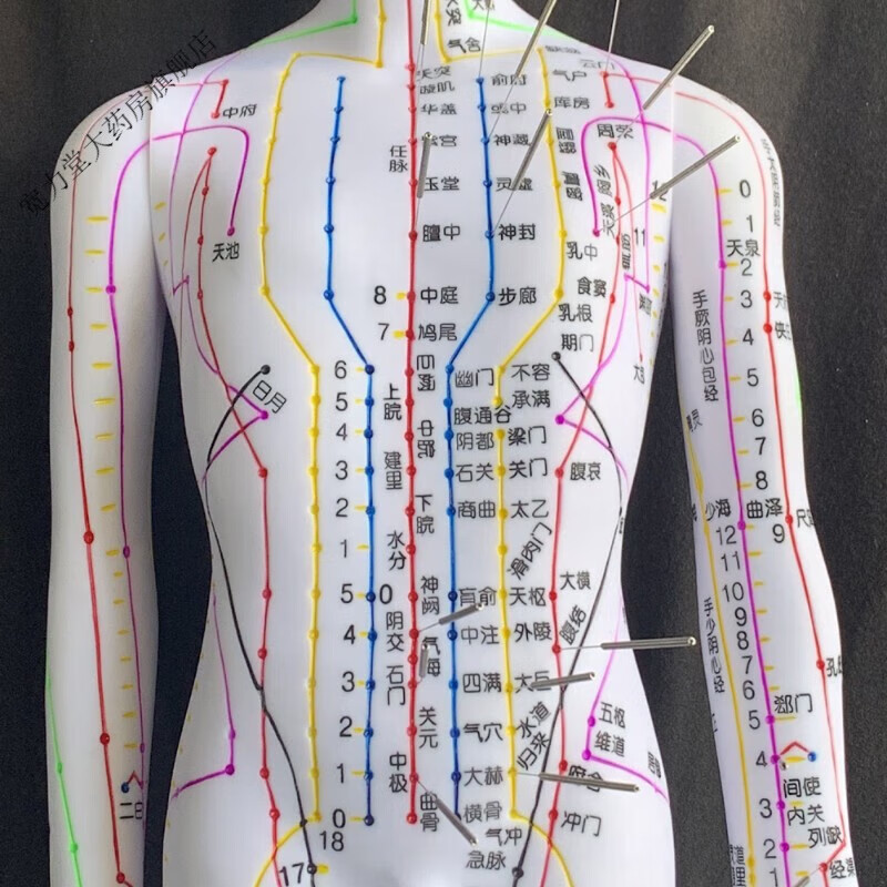 人体模型经络通男女人体模型人体经络图中医铜人针灸穴位模 针灸穴位