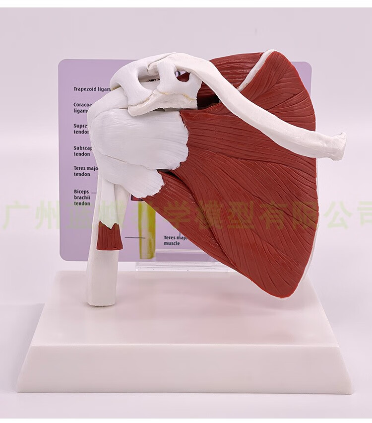 人体关节附肌肉模型 盂肱关节肩锁关节肩峰结构 膝关节肌肉解剖 肩