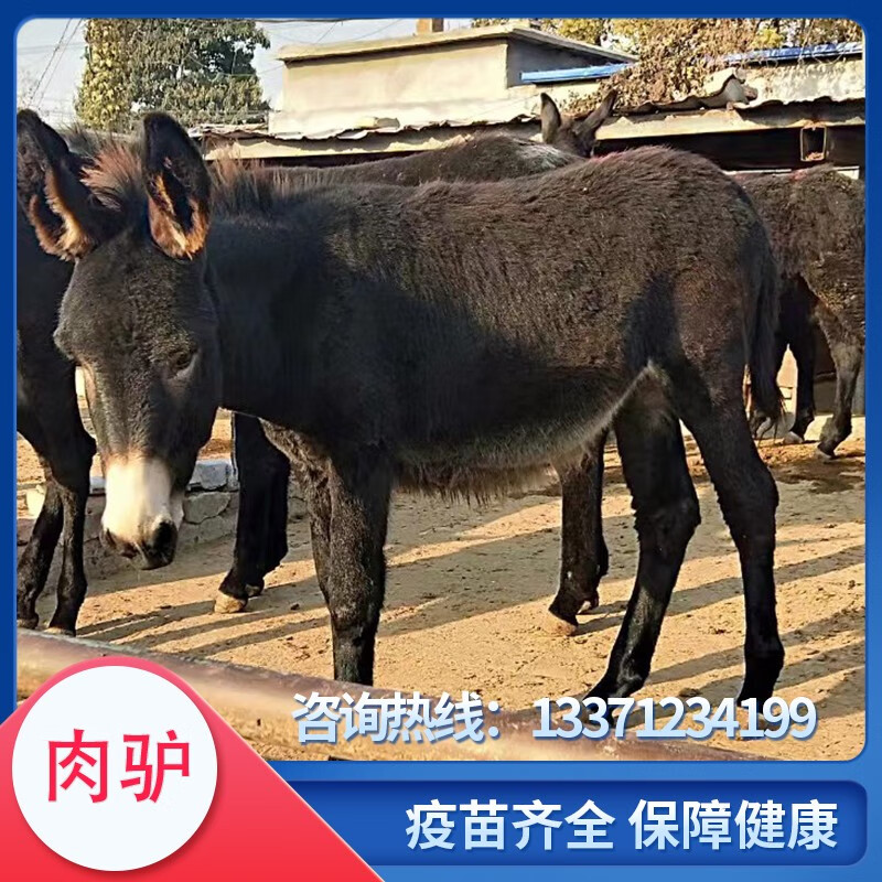 肉驴苗活体纯种改良肉驴德州乌头驴骑乘育肥小毛驴苗崽三粉杂交驴 肉