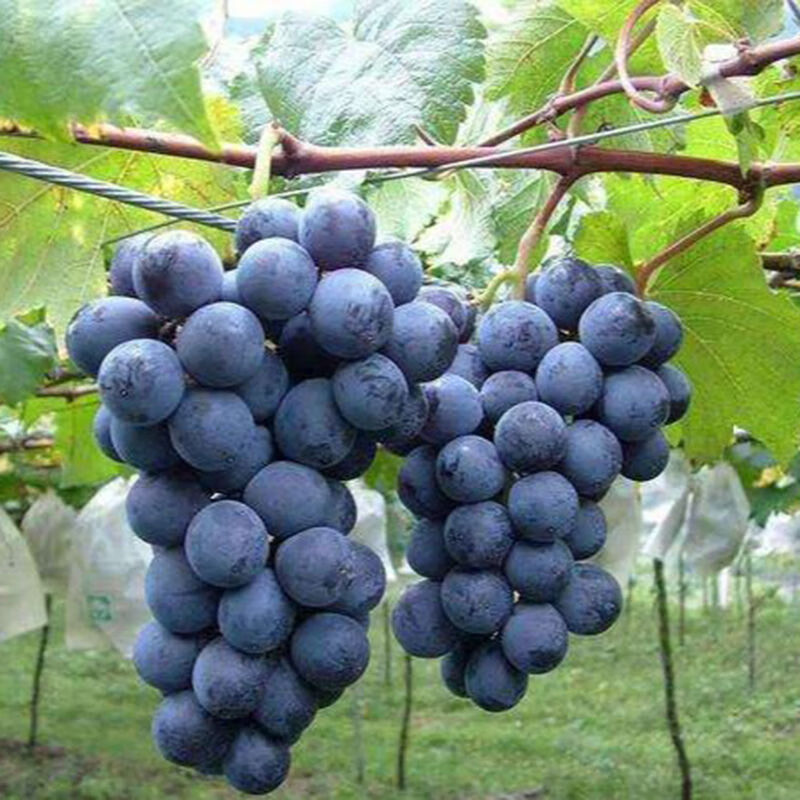 苗木购物助手|苗木价格走势图