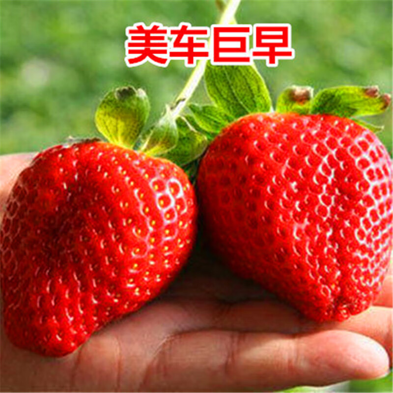 阳台盆栽草莓苗 红颜草莓 奶油草莓 攀援草莓 当年结果 g美车巨早草莓
