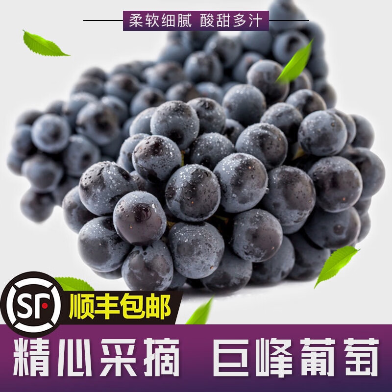 【顺丰直达】现摘巨峰葡萄提子新鲜辽峰水果整箱当季生鲜大果孕妇 净重3斤精品粒装（9-16g）