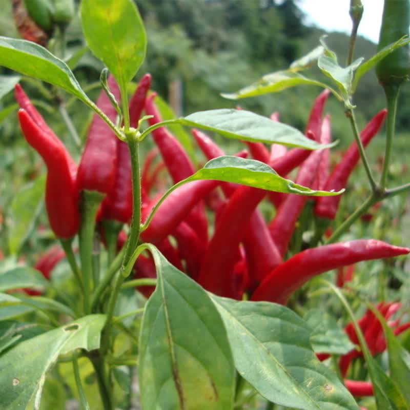 上客来朝天椒辣椒种子指天椒蔬菜阳台盆栽高出芽率 朝天椒 原包