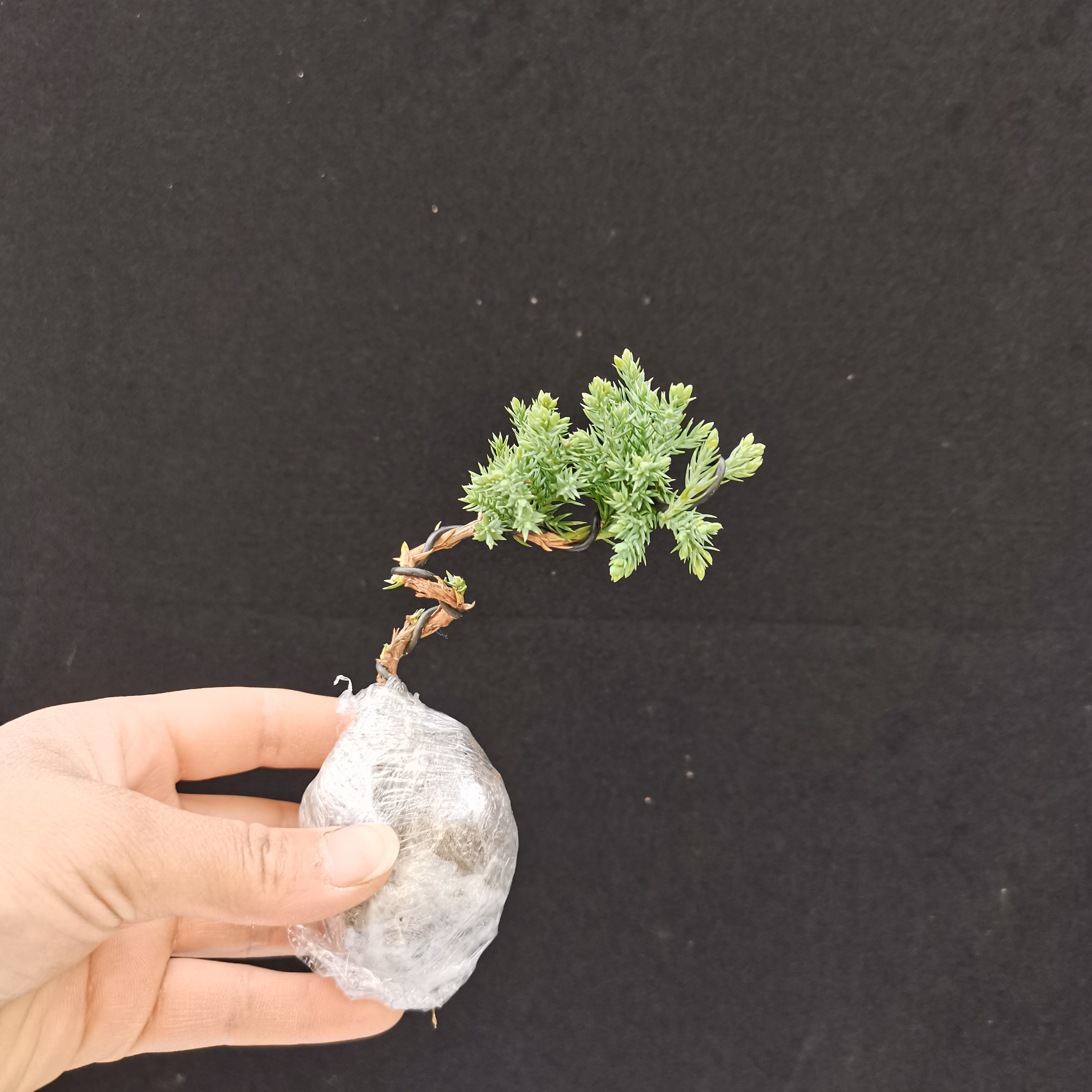 小栱枝新西兰微型小品盆景拇指盆景珍珠地柏小盆景珍珠地柏小盆栽植物