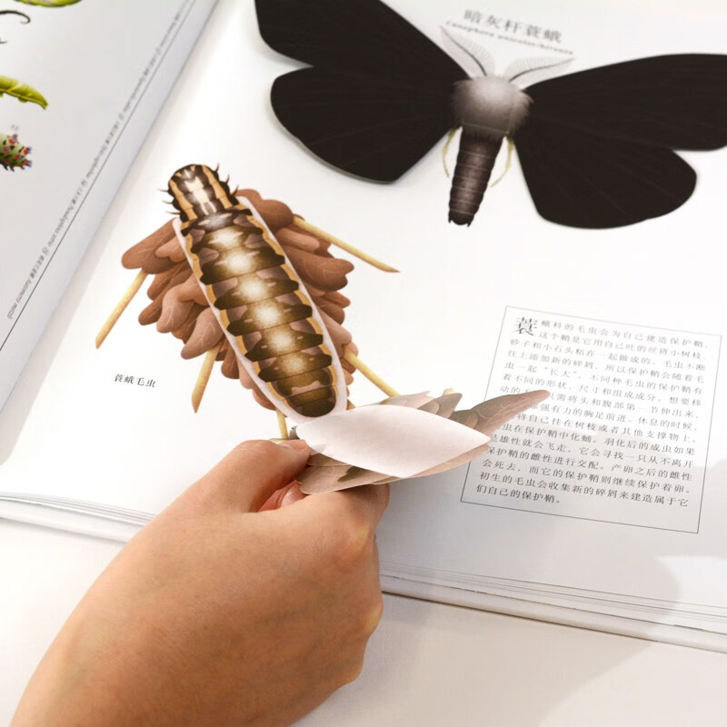 虫儿飞指尖上的昆虫博物馆（奇想国童书）亲密接触11大目、200余种稀奇古怪的虫虫，告别昆虫恐惧。暑假阅读暑假课外书课外暑假自主阅读暑期假期读物