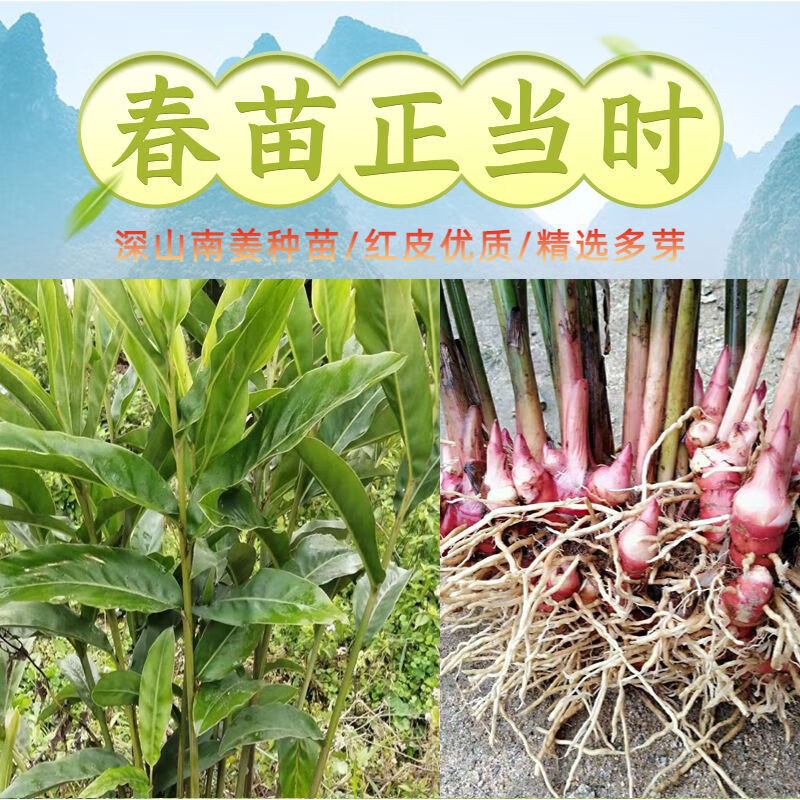 南姜苗新鲜现发带土多芽深山野生品种山姜苗良姜苗