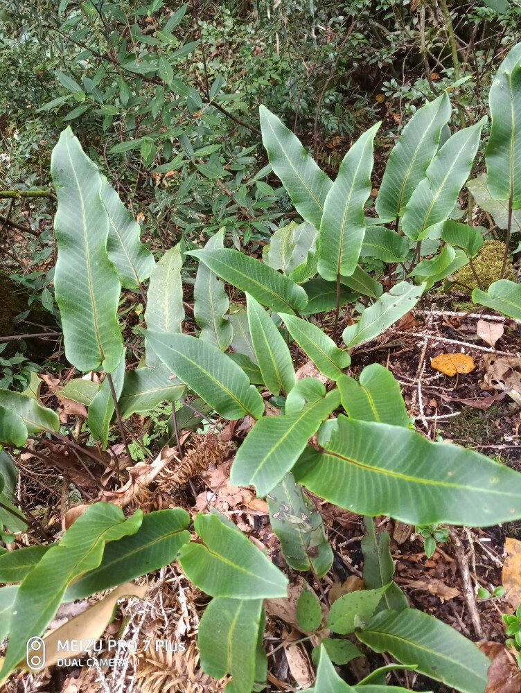 姒桀石韦 石皮 石苇 金星草 生扯拢 石剑 石韦苗 2-3片叶一株 裸根不