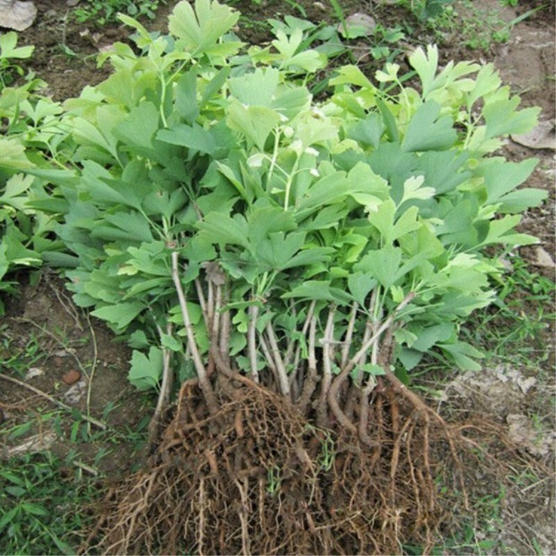 雅卉 银杏树苗占地拆迁苗  白果小苗 庭院植物行道绿化苗木 银杏苗7