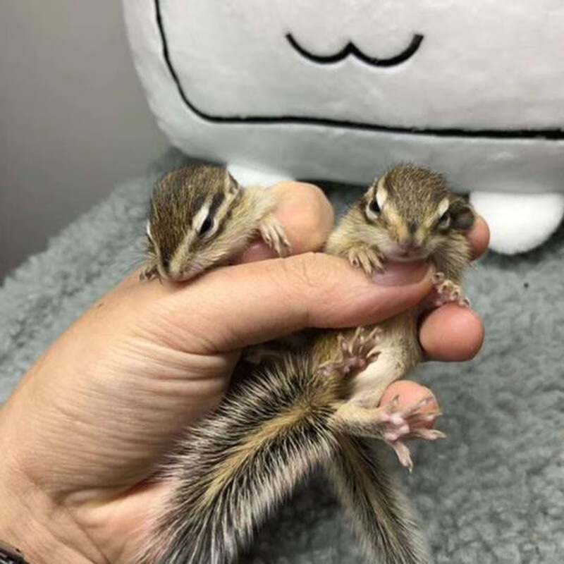 double yellow松鼠活物幼崽 金花魔王雪地松鼠幼崽活体宠物松鼠宝宝