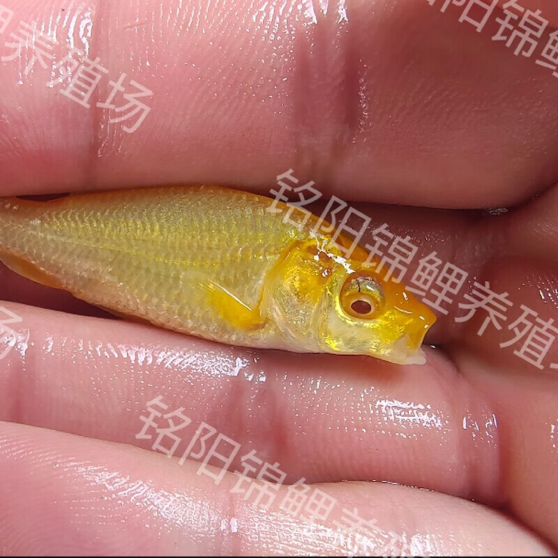 锦鲤观赏鱼小西赤目芥子芒果介子胆大鱼池带头大哥包活赤目芥子 精品
