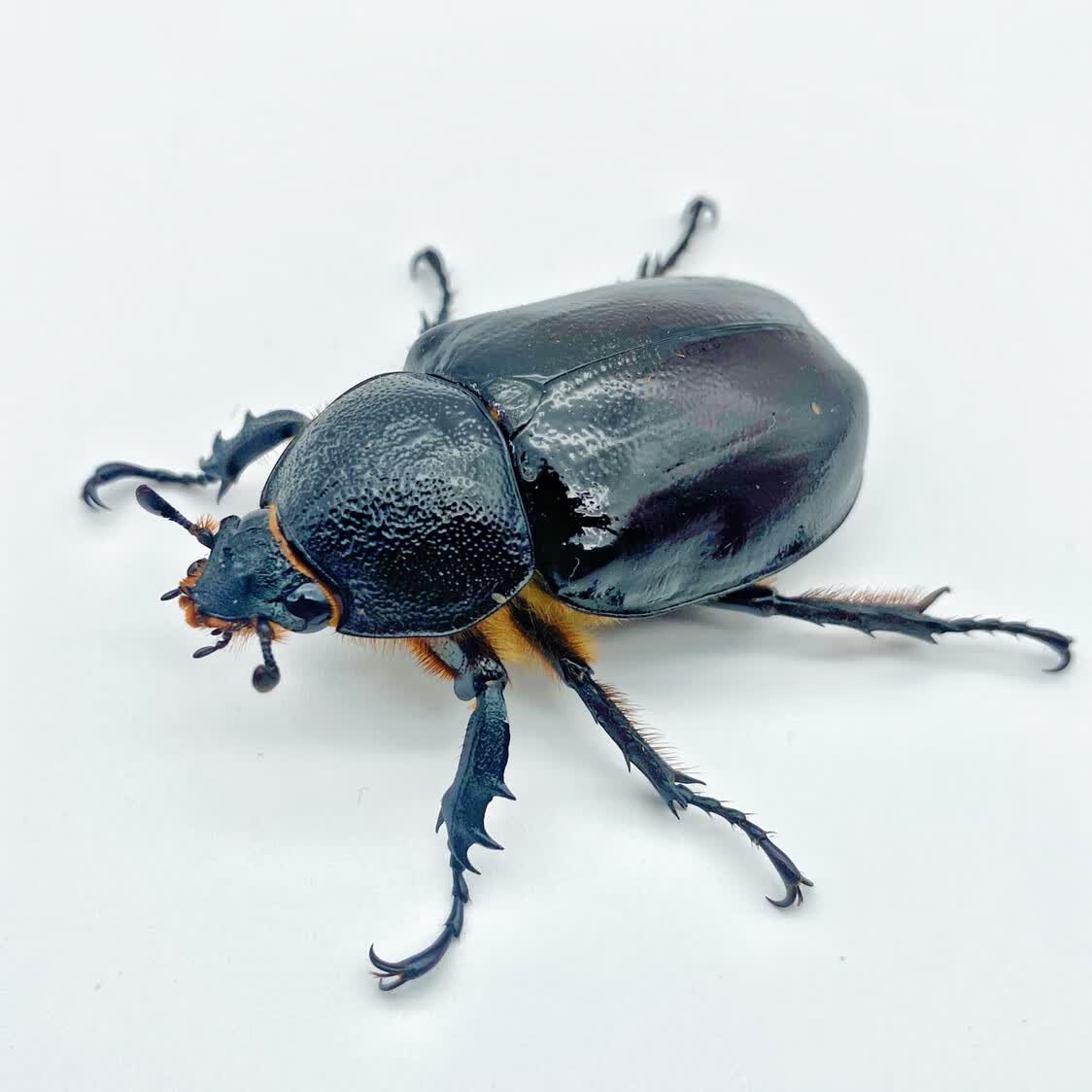 甲虫成虫宠物昆虫【阿银虫屋】姬兜长戟大兜独角仙锹甲花金龟 佛姬母