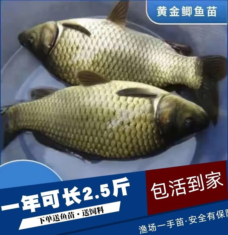 大品种黄金鲫鱼苗中科五号工程鲫湘云鲫高背淡水养殖活体大草鱼苗