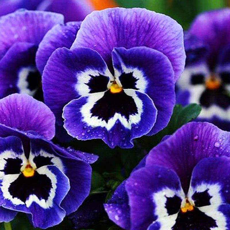 一播大地（正常發(fā)貨）三色堇種子混色 小蝴蝶貓兒臉花籽 陽(yáng)臺庭院花卉盆栽 三色堇10克