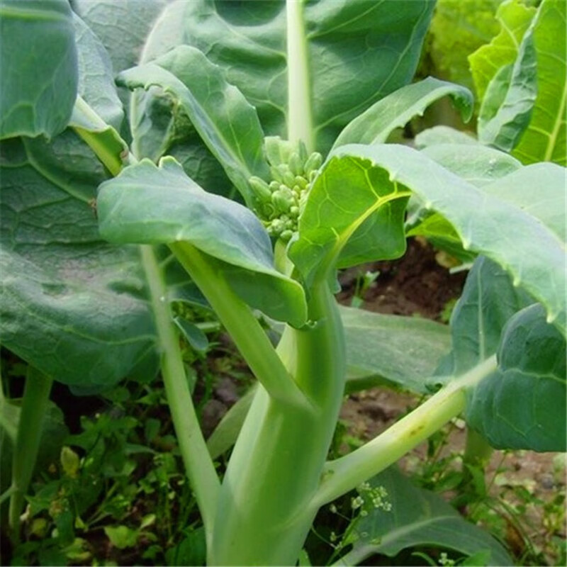 凤鸣雅世芥蓝种孑紫红芥兰四季盆栽春夏秋冬季阳台盆栽春季粗条芥兰