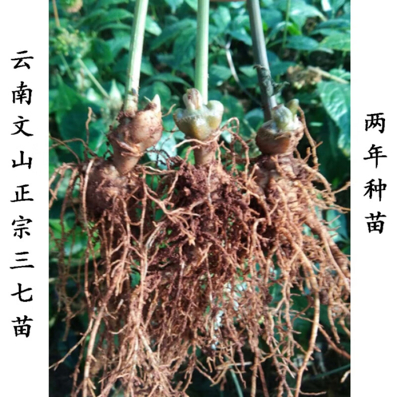 花姬三七苗2年种苗 名贵苗树苗文山三七参田七苗盆栽三七种籽 10棵】