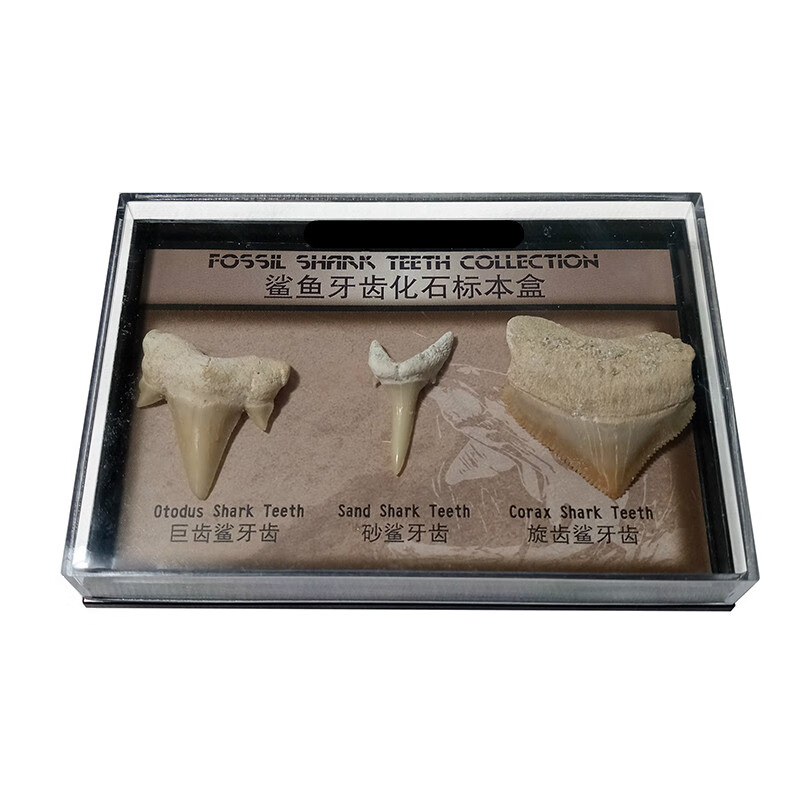 化石标本 天然 巨齿鲨鲨鱼牙齿海洋动物化石矿石标本古生物稀有儿童