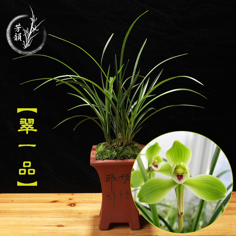 春兰名品水仙瓣兰花苗室内办公室好养盆栽植物【带花苞】2苗连体1棵