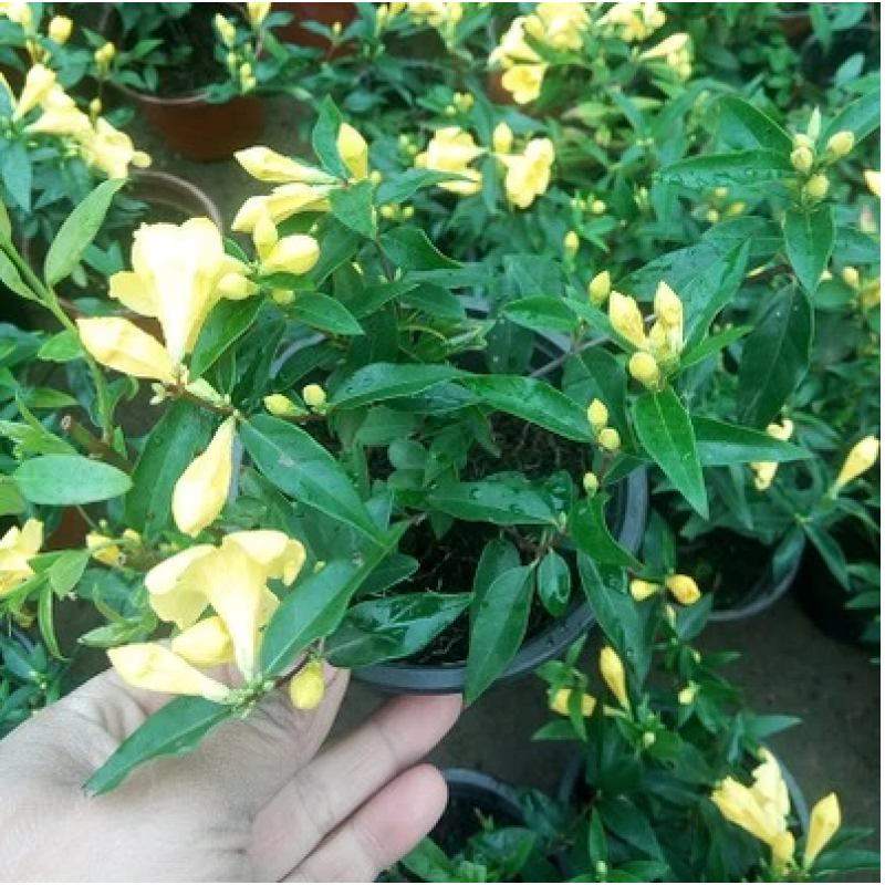 法国香水茉莉盆栽带花爬藤植物四季开花冬季室外庭院阳台耐寒花卉