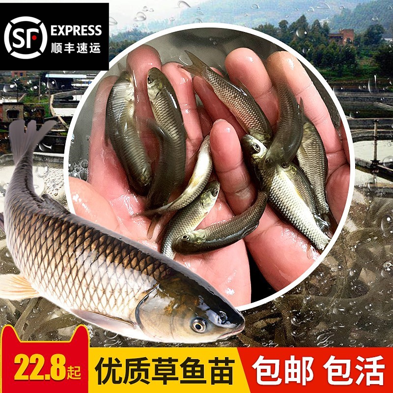 水族活体如何查历史价格|水族活体价格走势图