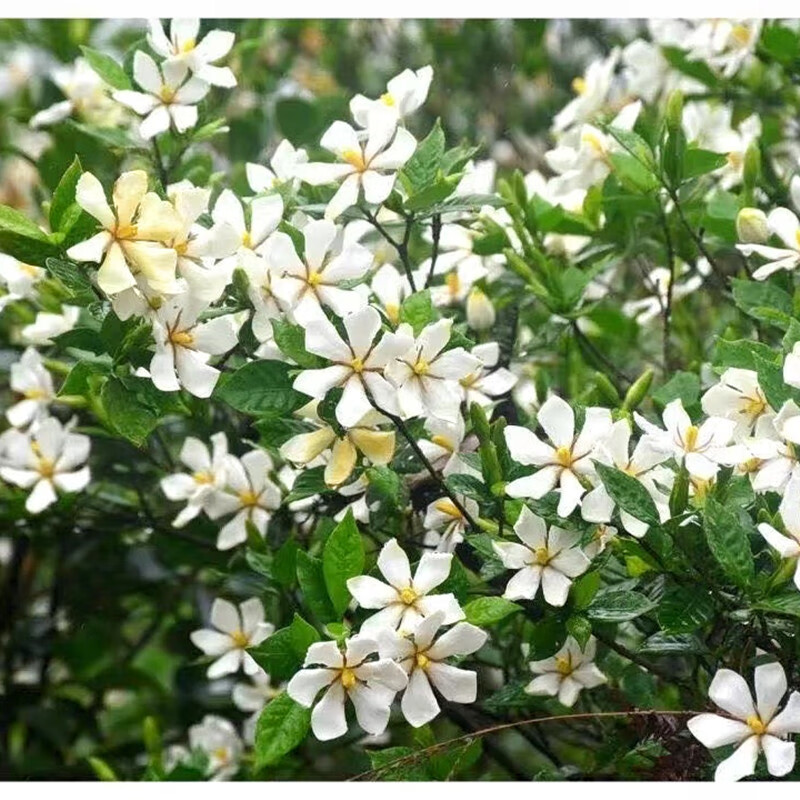 单瓣栀子花无尽雪盆栽花卉植物庭院阳台带花苞阳台浓香型多季开花s