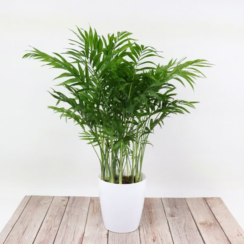 室内花卉绿植室内大型绿植盆栽 25~30厘米高10棵(袖珍椰子) 不含盆