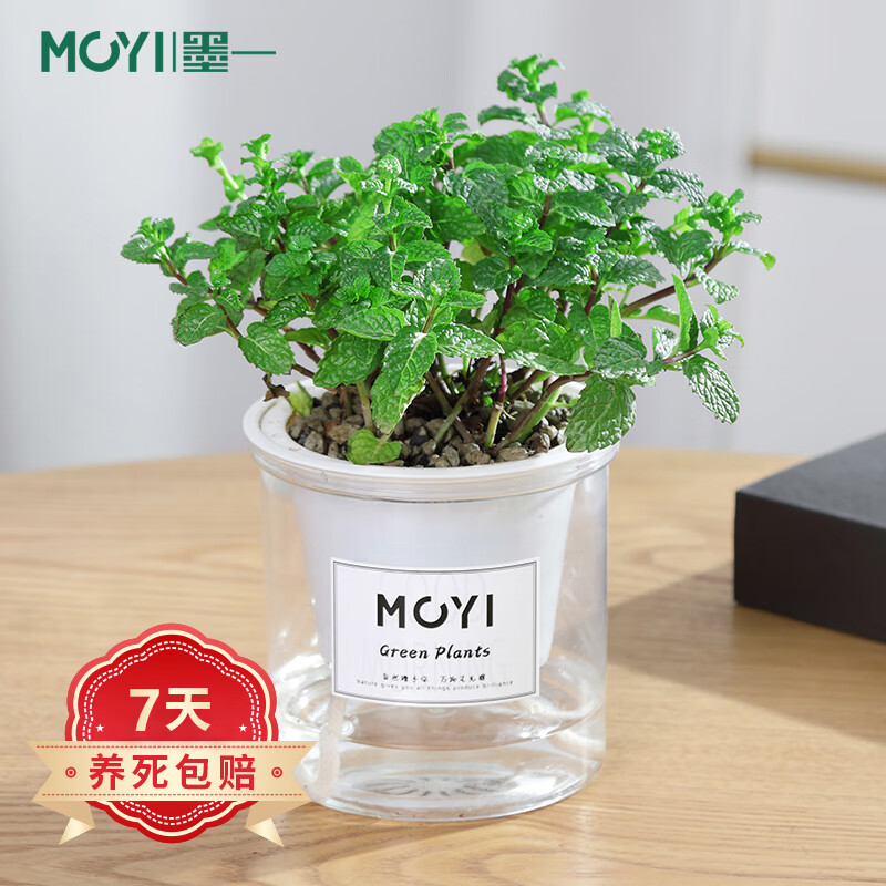 看绿植盆栽历史价格网站|绿植盆栽价格比较