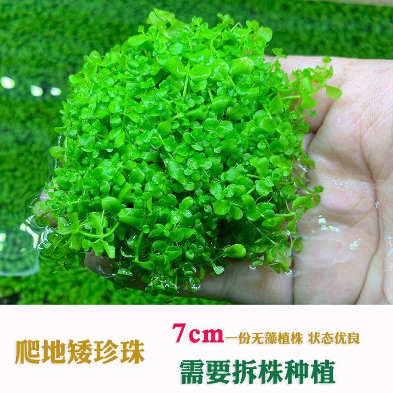 鱼缸前景草水草活体趴地爬地矮珍珠挖耳牛毛毡迷你矮天湖葵 水下叶爬
