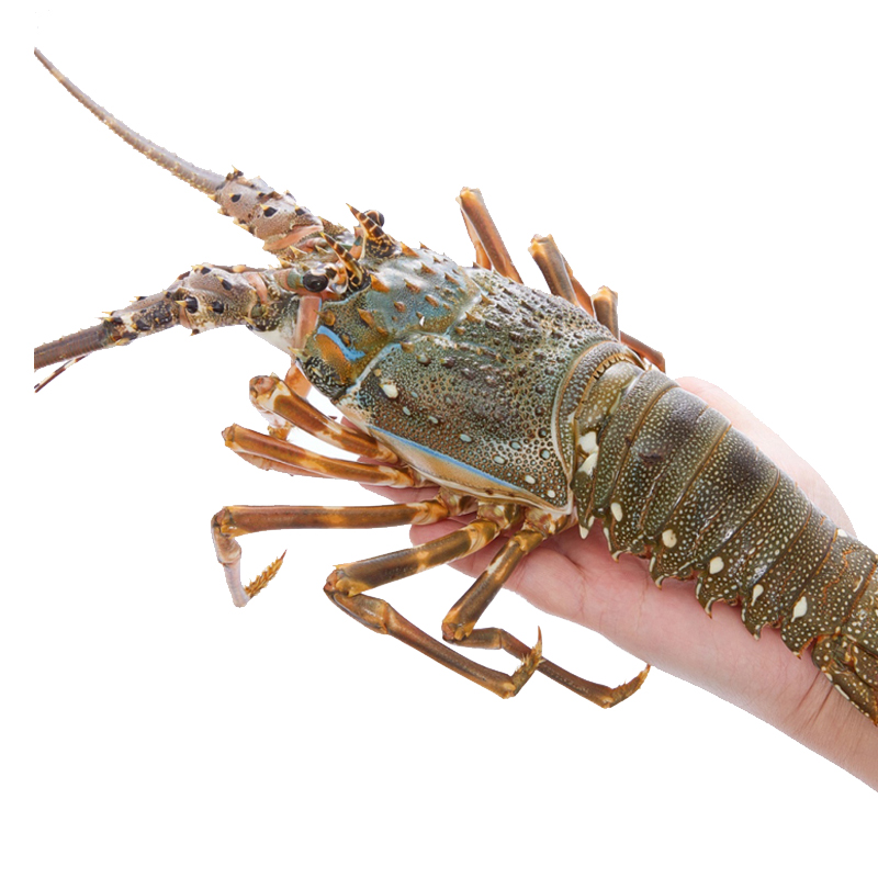 【活鲜】御鲜之王 小青龙虾鲜活印尼小青龙大龙虾仔海鲜水产 青龙仔