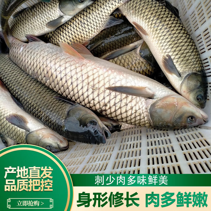 禧客鲜 大草鱼鲜活现杀青鱼草皖鱼淡水鱼青厚鱼混子 3斤草鱼【杀好