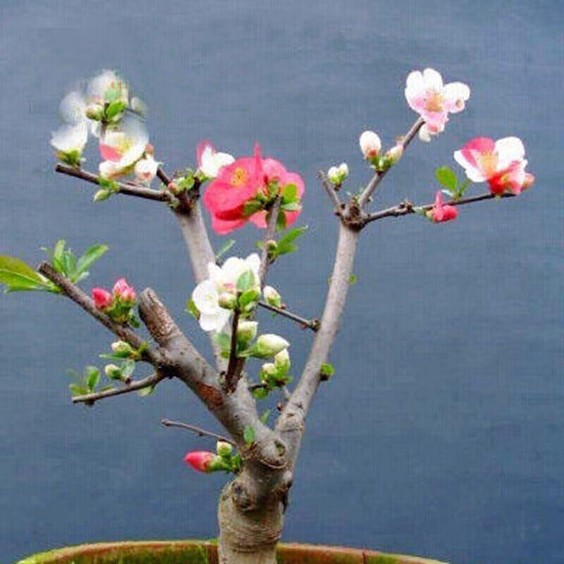 海棠苗 室内盆栽海棠花苗 盆景花卉植物 当年开花4年大苗 双色海棠