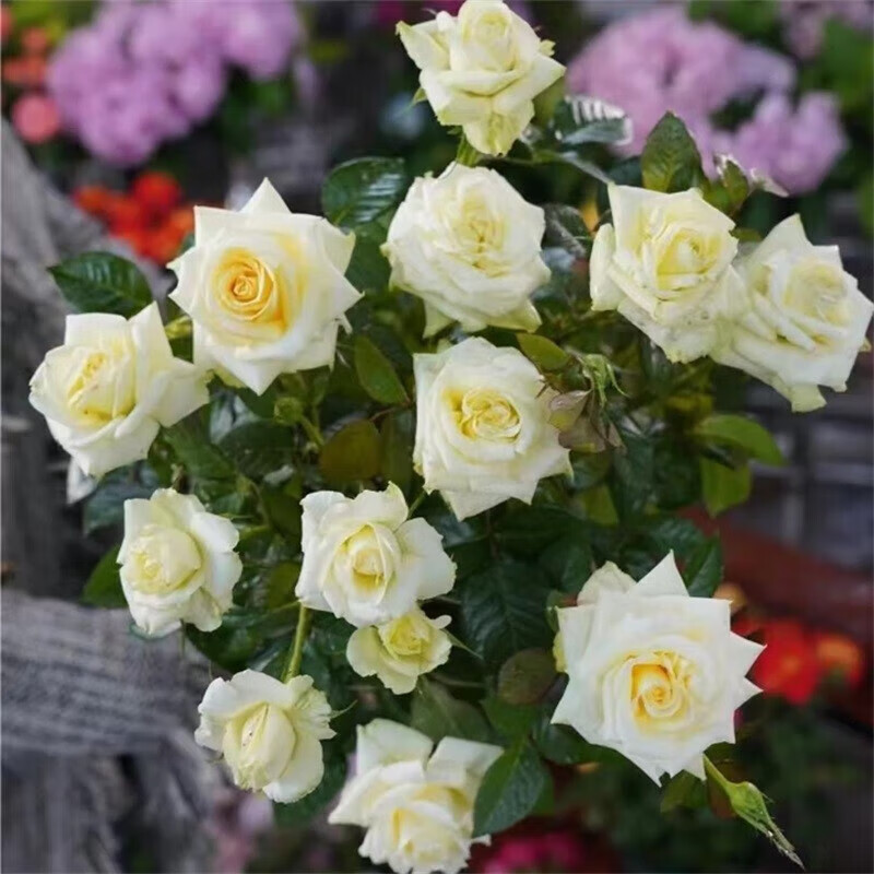 仟草集【 苹果绿】 盆栽月季阳台月季庭院花卉多季节开花植物 大盆苹