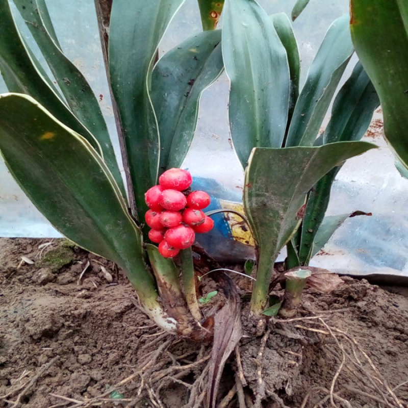 元冬 万年青种子 四季常青 中华红果万年青种子 万年青种子一斤 不含