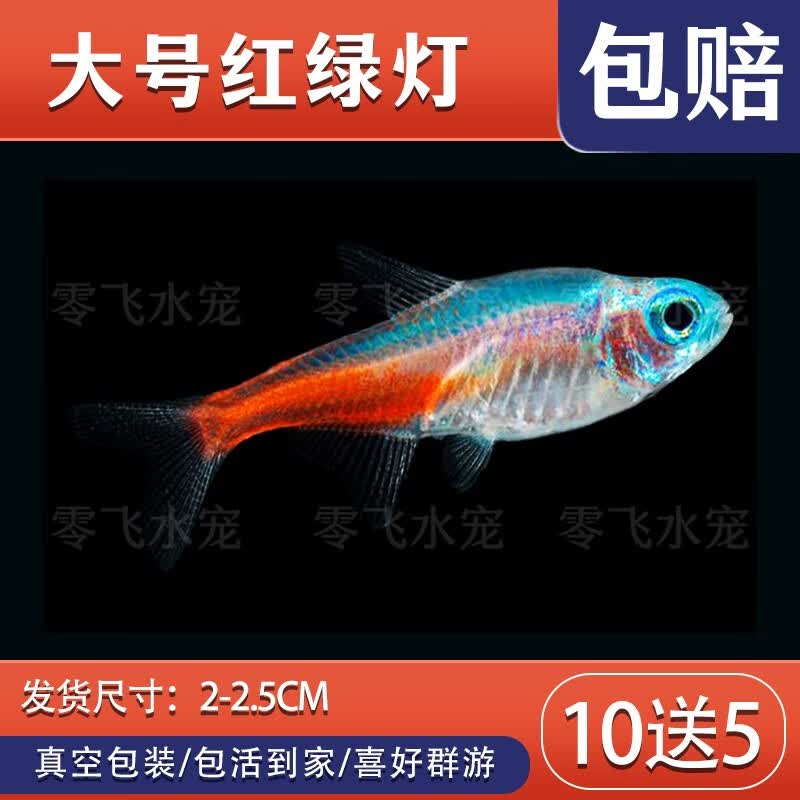 活体宠物灯科鱼合集宝莲灯红绿灯斑马活体观赏鱼热带鱼活体 小型 大红绿灯15条怎么样,好用不?