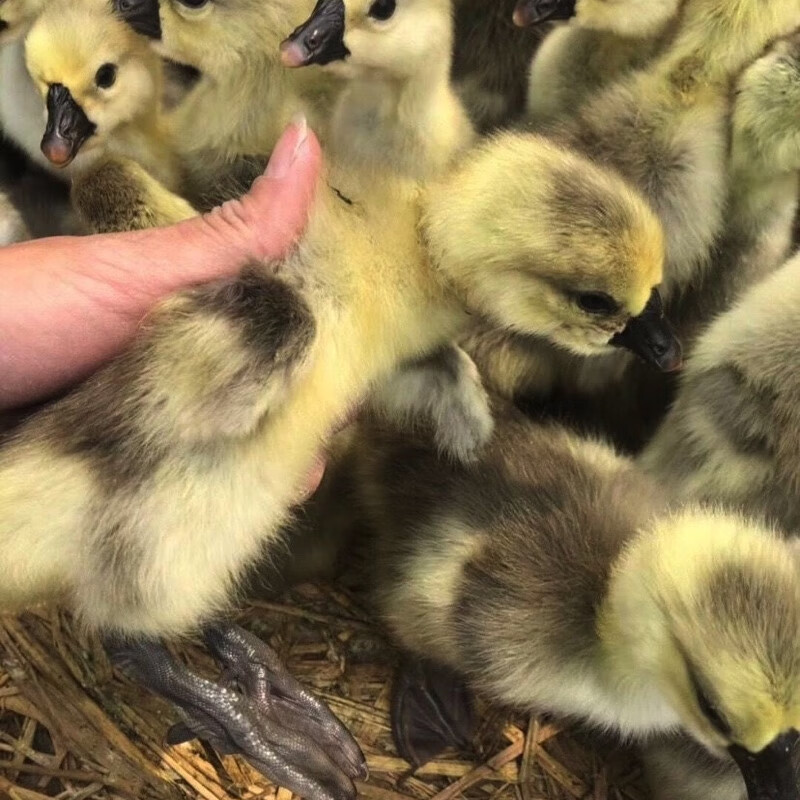 正宗大种四季鹅产蛋王鹅批发家养小鹅苗一只鹅散养 四季白鹅 灰鹅苗